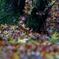 風光明媚_紅葉