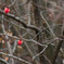 persimmon