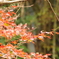 紅葉