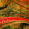 紅葉2