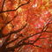 燃ゆる紅葉