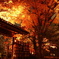 六義園にて紅葉ライトアツプ