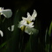 花菖蒲