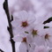IMGP0322