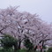 IMGP0369
