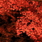 紅