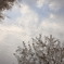 sakura reflection
