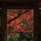 額紅葉　リベンジ