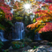 輝く紅葉