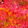 紅葉二色