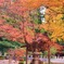 紅葉ってこうよ？