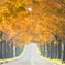 Golden Road～＊