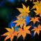 散歩がてらの紅葉狩り　Ⅷ