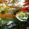 諫早公園の紅葉