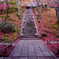 常寂光寺の散紅葉