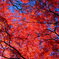 2015関善光寺紅葉③