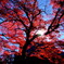 2015関善光寺紅葉②