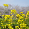 Spring has come!