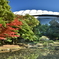 紅葉と東京ドーム