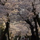 桜濃い