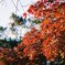 新宿御苑の紅葉