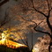 夜桜＠上野公園