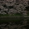 夜桜