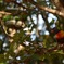 A Lorikeet 