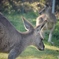 The Kangaroo