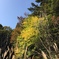 鈴スカ