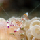 Cleaner  shrimp 