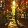 紅葉と光
