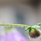 開花前