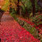 紅葉川