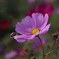 cosmos