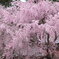 枝垂桜