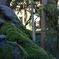 金沢武家屋敷の庭