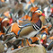イチョウ羽の綺麗な若鳥