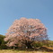 天王桜