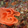 Sea　rose
