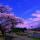湖畔の桜2