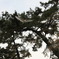 飛び続ける