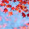 Autumn leaves