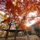 紅葉の公園