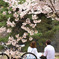桜の下で