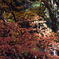 紅葉（木漏れ日）