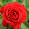 La Vie en Rose