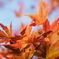 紅葉１