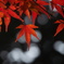 紅葉２