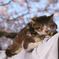 うたたねこ